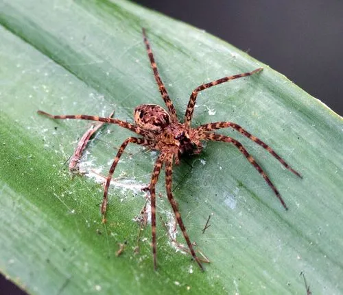 Okefenokee Fishing Spider - photo 6