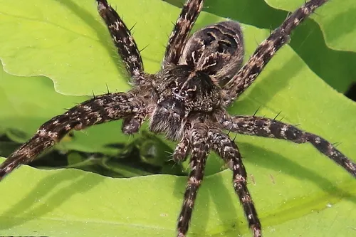 Striped Fishing Spider - photo 2