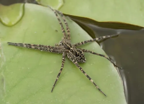 Striped Fishing Spider - photo 3