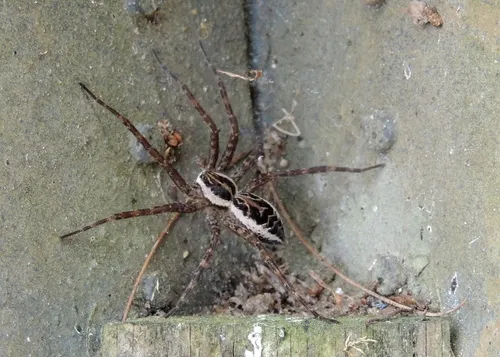 Striped Fishing Spider - photo 4