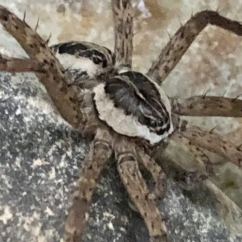 Striped Fishing Spider - photo 6