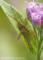 Dolomedes striatus