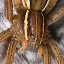 Dolomedes striatus - photo 2