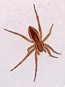 Dolomedes striatus - photo 3