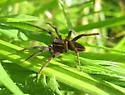 Dolomedes striatus - photo 4