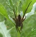 Dolomedes striatus - photo 5