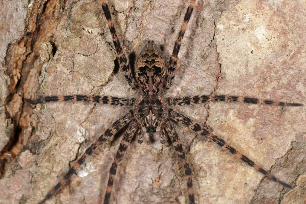 Dolomedes tenebrosus - photo 2