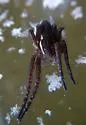 Six-spotted Fishing Spider