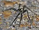 Six-spotted Fishing Spider - photo 2