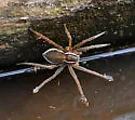 Six-spotted Fishing Spider - photo 4