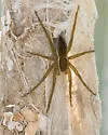 Six-spotted Fishing Spider - photo 5