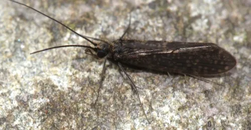 Dolophilodes distinctus - photo 2