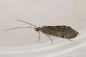 Dolophilodes dorca
