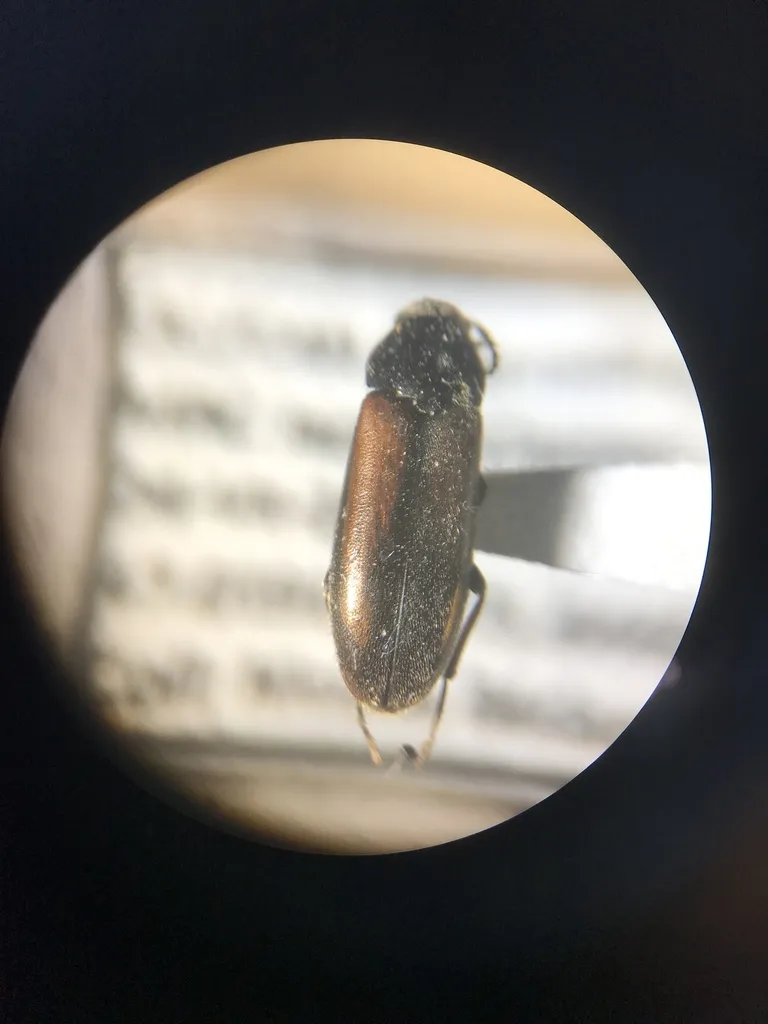 Dolotarsus lividus - photo 2