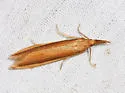 Donacaula albicostellus - Hodges#5316.2
