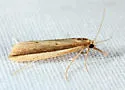 Donacaula albicostellus - Hodges#5316.2 - photo 4