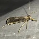 Donacaula aquilellus - Hodges#5317