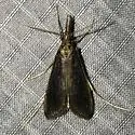 Donacaula aquilellus - Hodges#5317 - photo 3