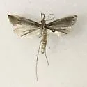 Donacaula aquilellus - Hodges#5317 - photo 4