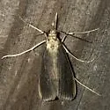 Donacaula aquilellus - Hodges#5317 - photo 5