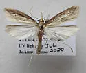 Donacaula dispersellus - Hodges#5316.1
