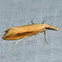 Donacaula dispersellus - Hodges#5316.1 - photo 3
