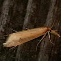 Donacaula dispersellus - Hodges#5316.1 - photo 4