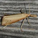 Donacaula dispersellus - Hodges#5316.1 - photo 5