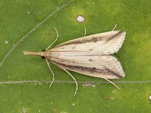 Donacaula forficella