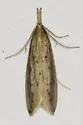 Donacaula maximellus - Hodges#5324