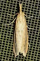 Donacaula maximellus - Hodges#5324 - photo 2