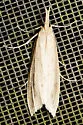 Donacaula maximellus - Hodges#5324 - photo 3