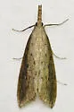 Donacaula maximellus - Hodges#5324 - photo 4