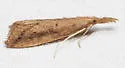 Donacaula melinellus - Hodges#5316