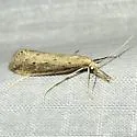 Donacaula melinellus - Hodges#5316 - photo 4