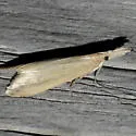 Donacaula melinellus - Hodges#5316 - photo 5