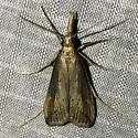 Donacaula nitidellus - Hodges#5322 - photo 2