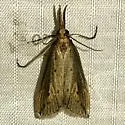 Donacaula nitidellus - Hodges#5322 - photo 3