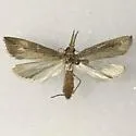 Donacaula nitidellus - Hodges#5322 - photo 4