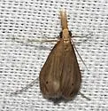 Donacaula roscidellus - Hodges#5321