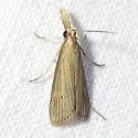 Donacaula roscidellus - Hodges#5321 - photo 3