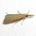 Donacaula roscidellus - Hodges#5321 - photo 4