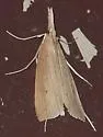 Donacaula sordidellus - Hodges#5313 - Donacaula sordidellus