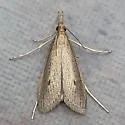 Donacaula unipunctellus - Hodges#5314