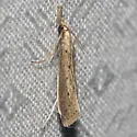 Donacaula uxorialis - Hodges#5323