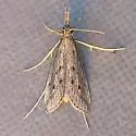 Donacaula uxorialis - Hodges#5323 - photo 2