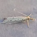 Donacaula uxorialis - Hodges#5323 - photo 3