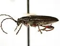 Donacia assimilis - photo 4
