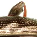 Donacia caerulea - photo 4