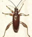 Donacia cf-rufescens